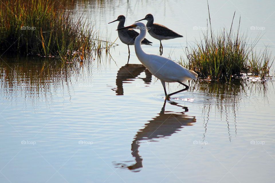 Snowy egret and sandpipers 