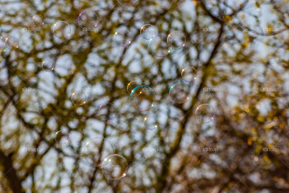 bubbles 