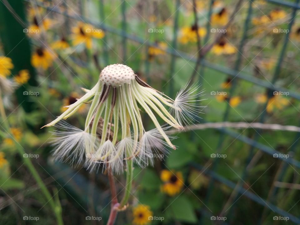 An almost bare dandelion in a field fill of black-eyed Susan wildflowers