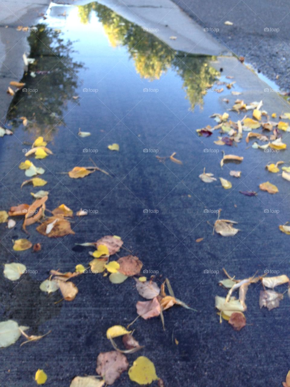 Autumn leaves in water