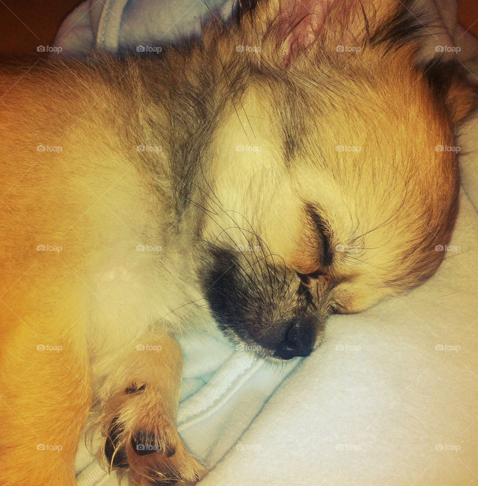 New baby Chihuahua sleeping