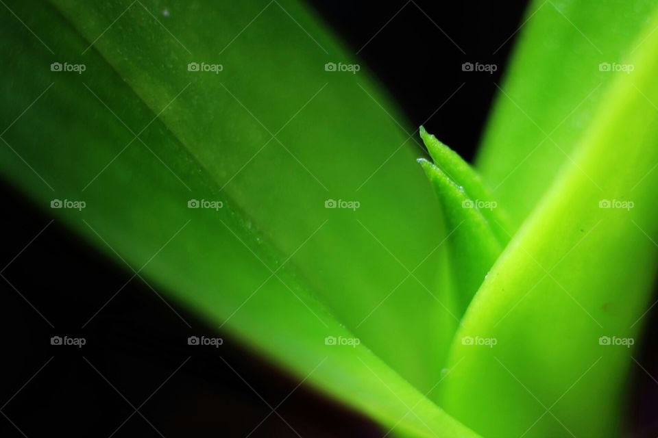 green leaf