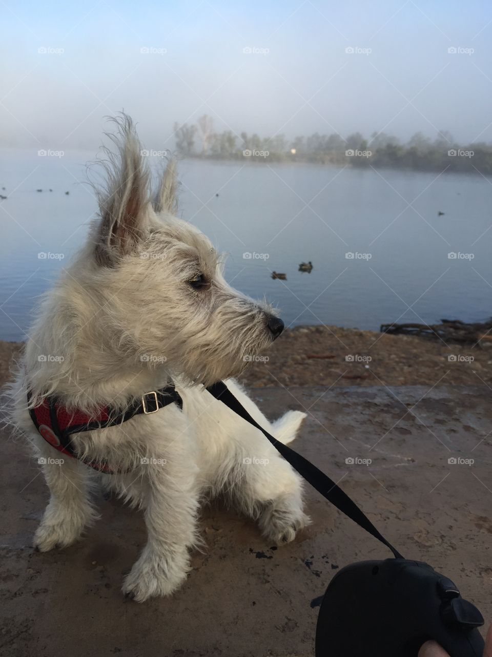 My westie pup's . First trip to lake Murray 