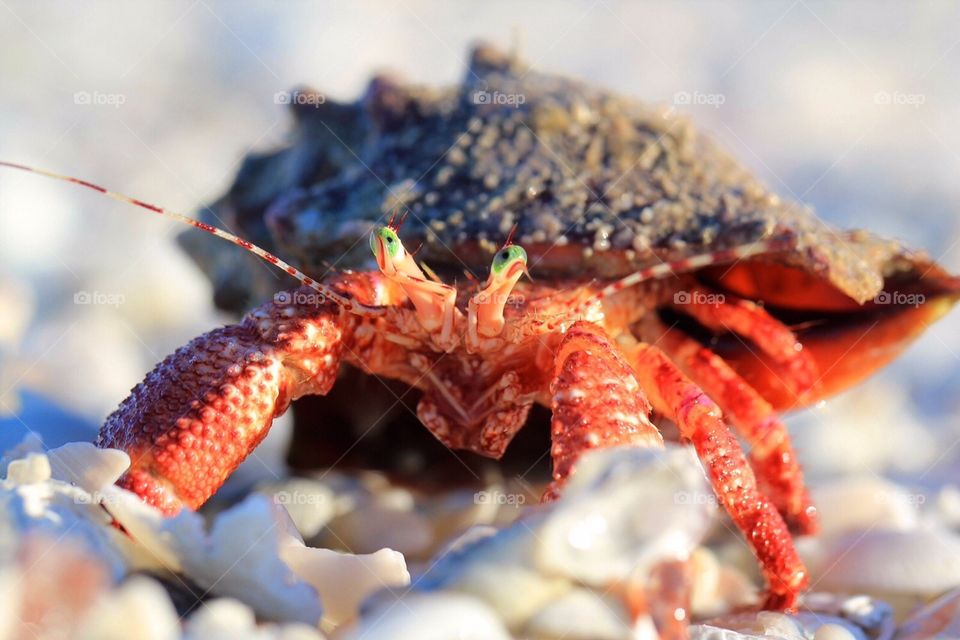 hermit Crab