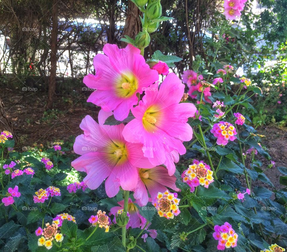 Bright Pink Flowers - Garden