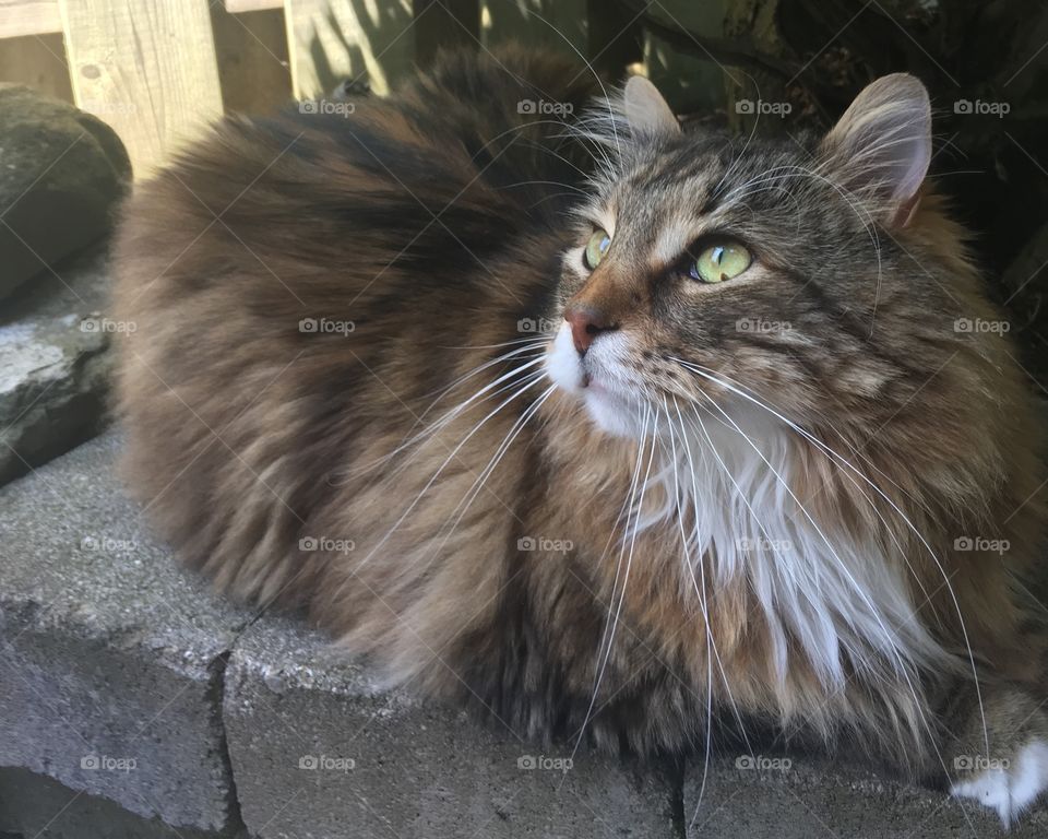 Maincoon male cat. Bigger than average, with adequate fluff. Whiskers are long. Green eyes with a speck of brown. Outdoors on the edging of my garden.