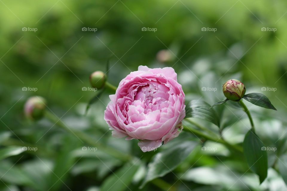 Peony flower 
