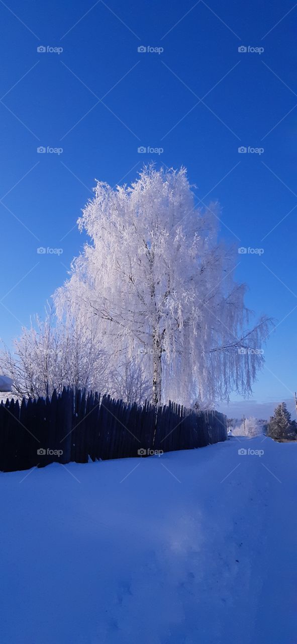 нарядилась берёза на рождество