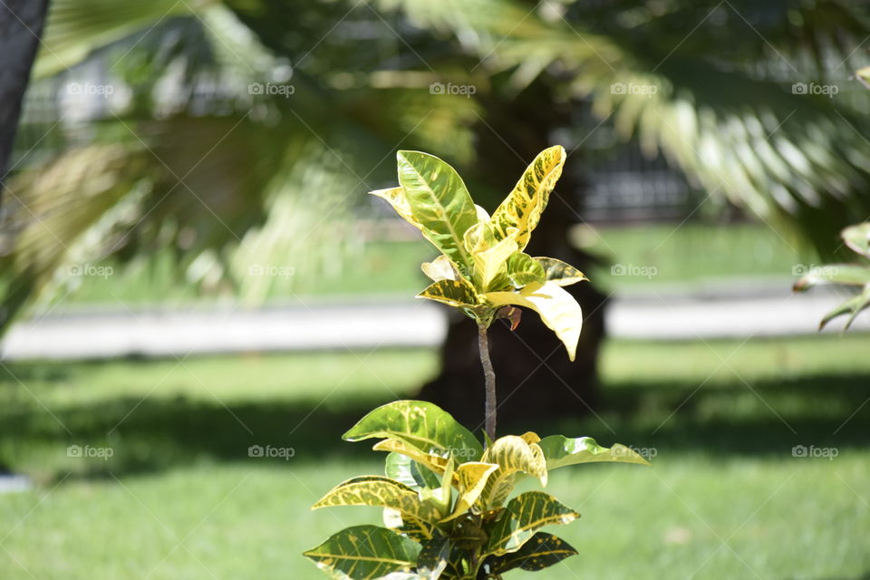 Codiaeum Variegatum