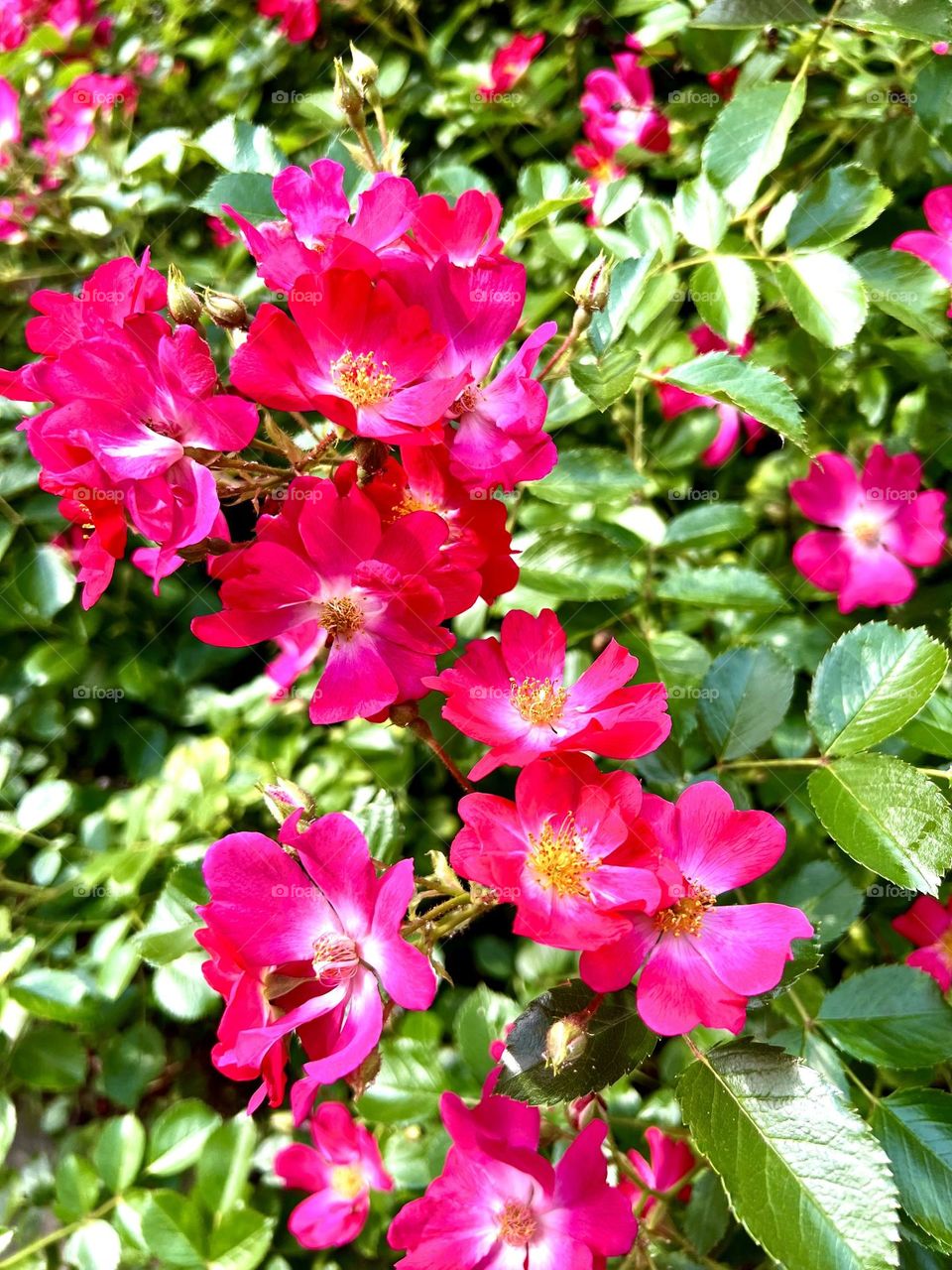 Among the abundantly blooming roses, the Purple Hayes rose stands out. It has an incredible hue, a mixture of violet, purple and red, as well as velvety notes.