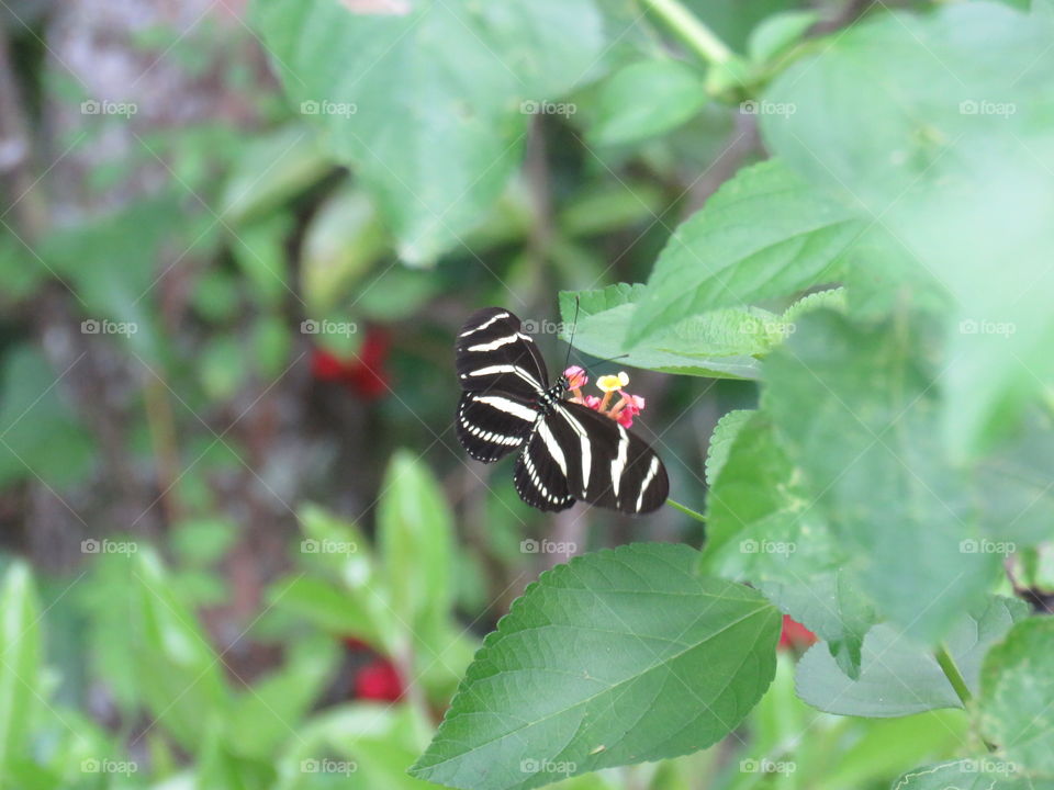 Striped butterfly