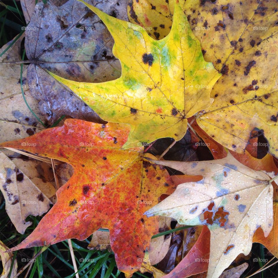 Sugar Maple Leaves