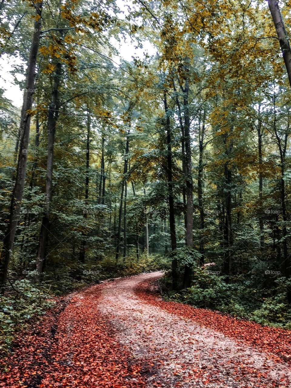 A stroll in the woods on a fall day. 