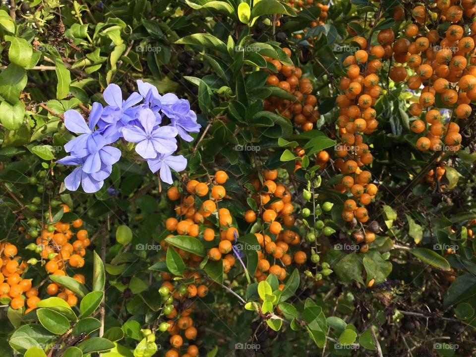 Flowers and berries