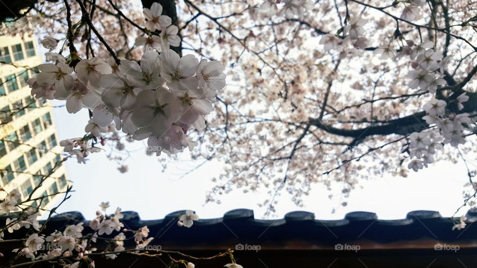I will wait here forever for these blossoms...