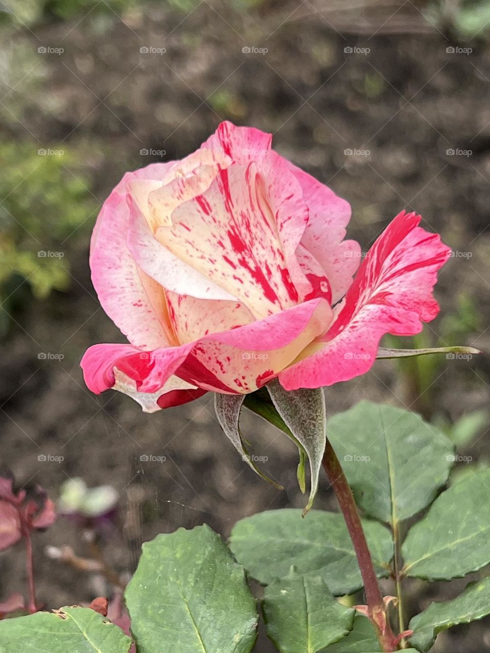 Multicolor flower 