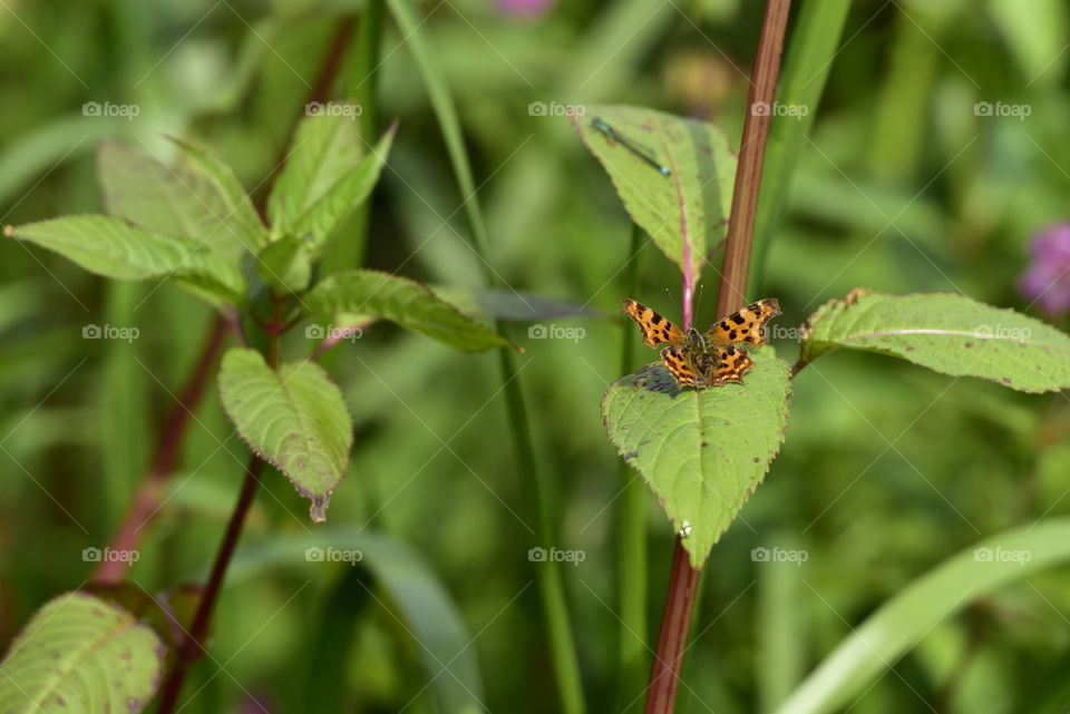 Comma Butterfly