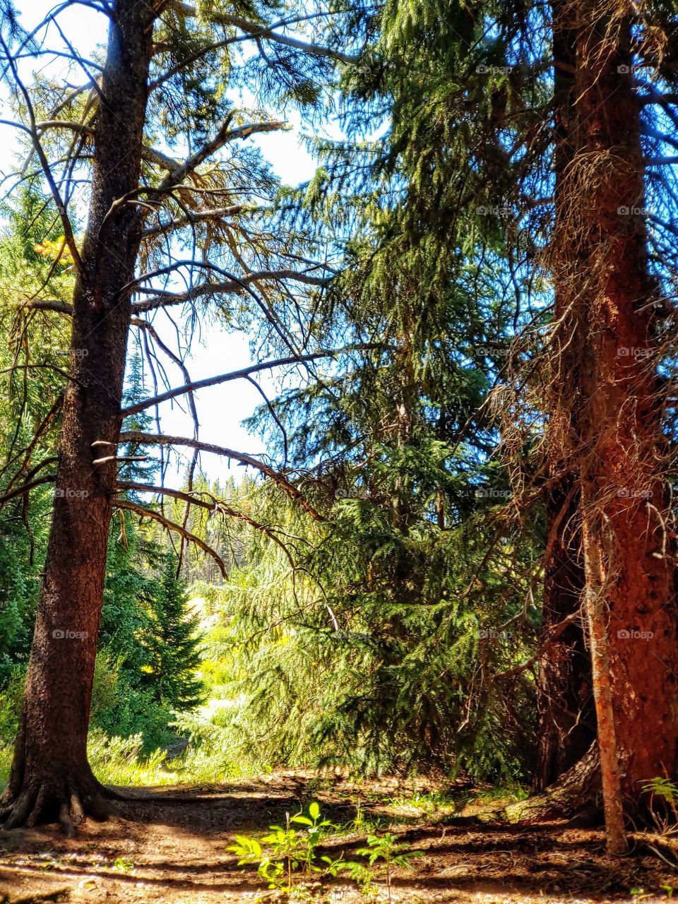 Surround yourself in peace looking up into the tranquil canopy of this beautiful forest.