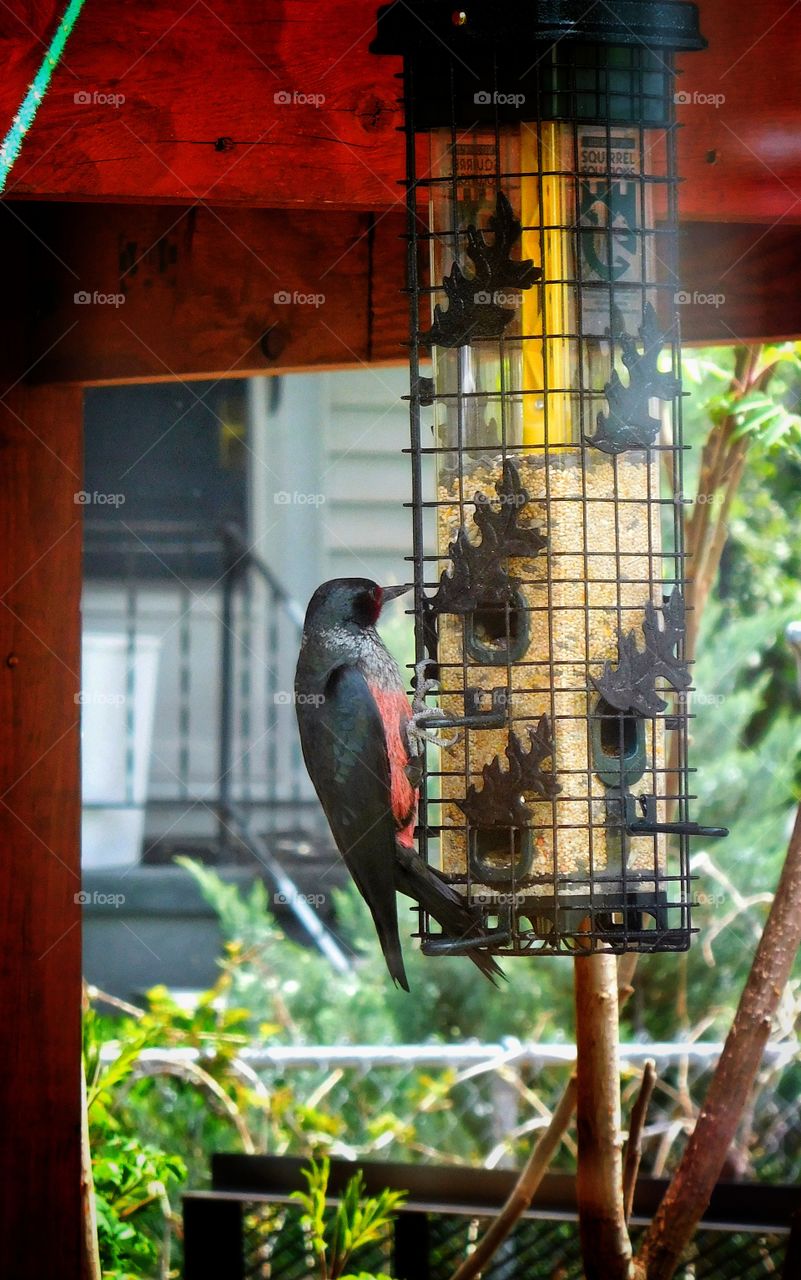 Lewis's Woodpecker brilliant colors shine in the morning light.