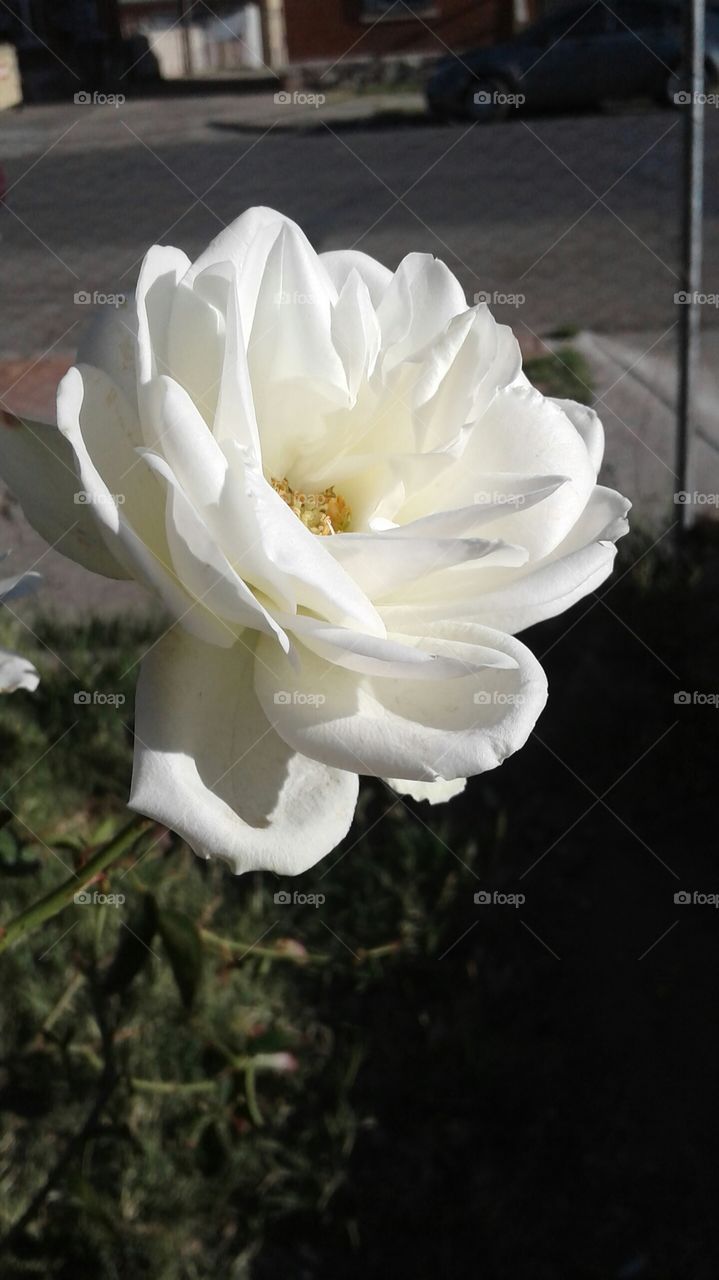 white rose