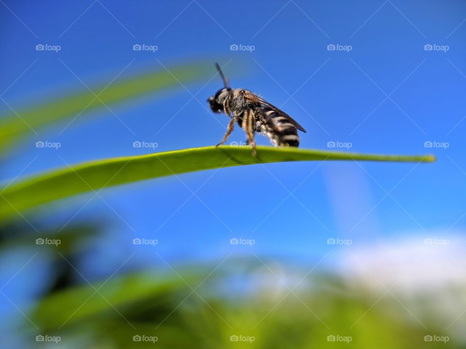 indian bee