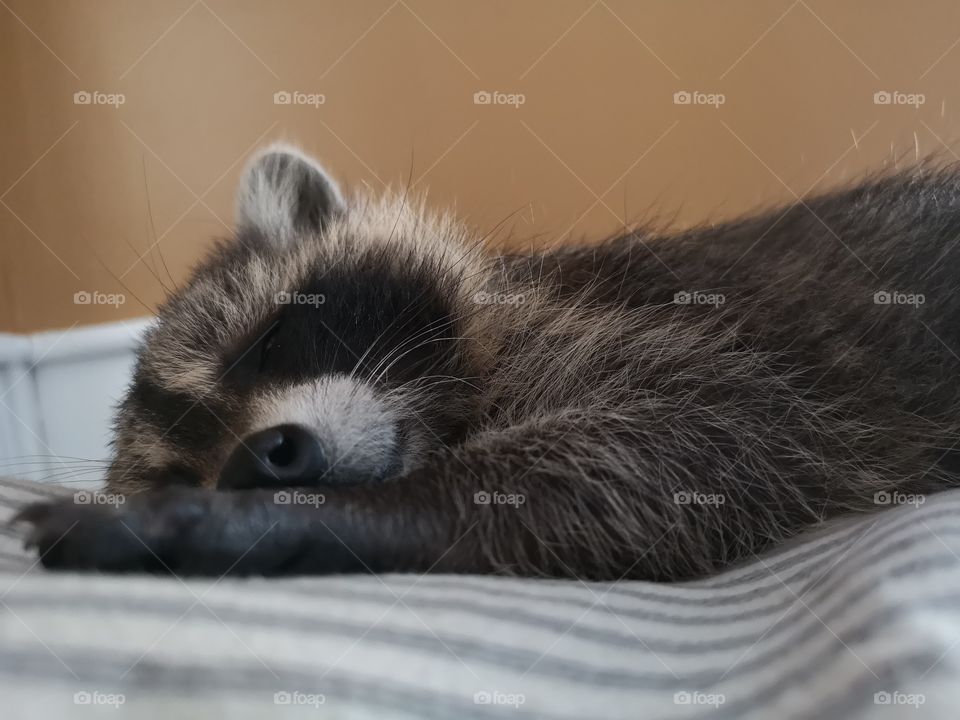 Baby Raccoon taking a nap!