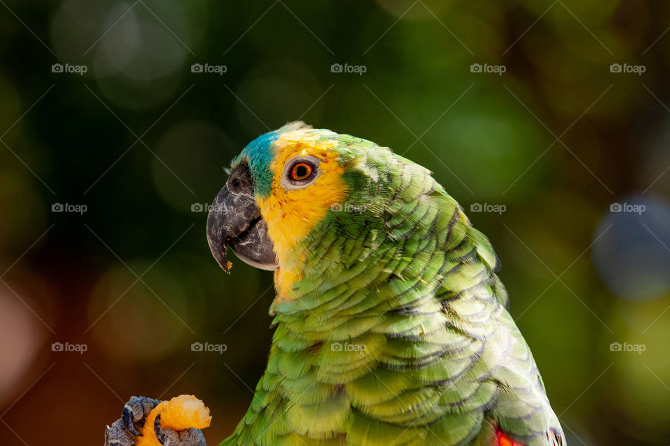 Macaw