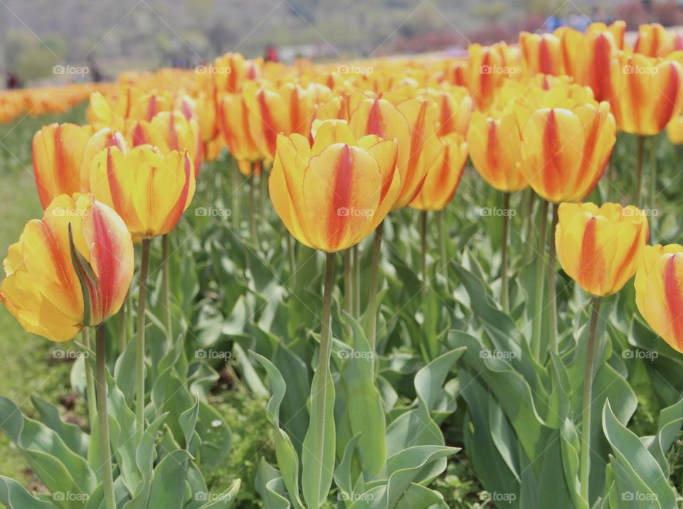 Tulips flowers 