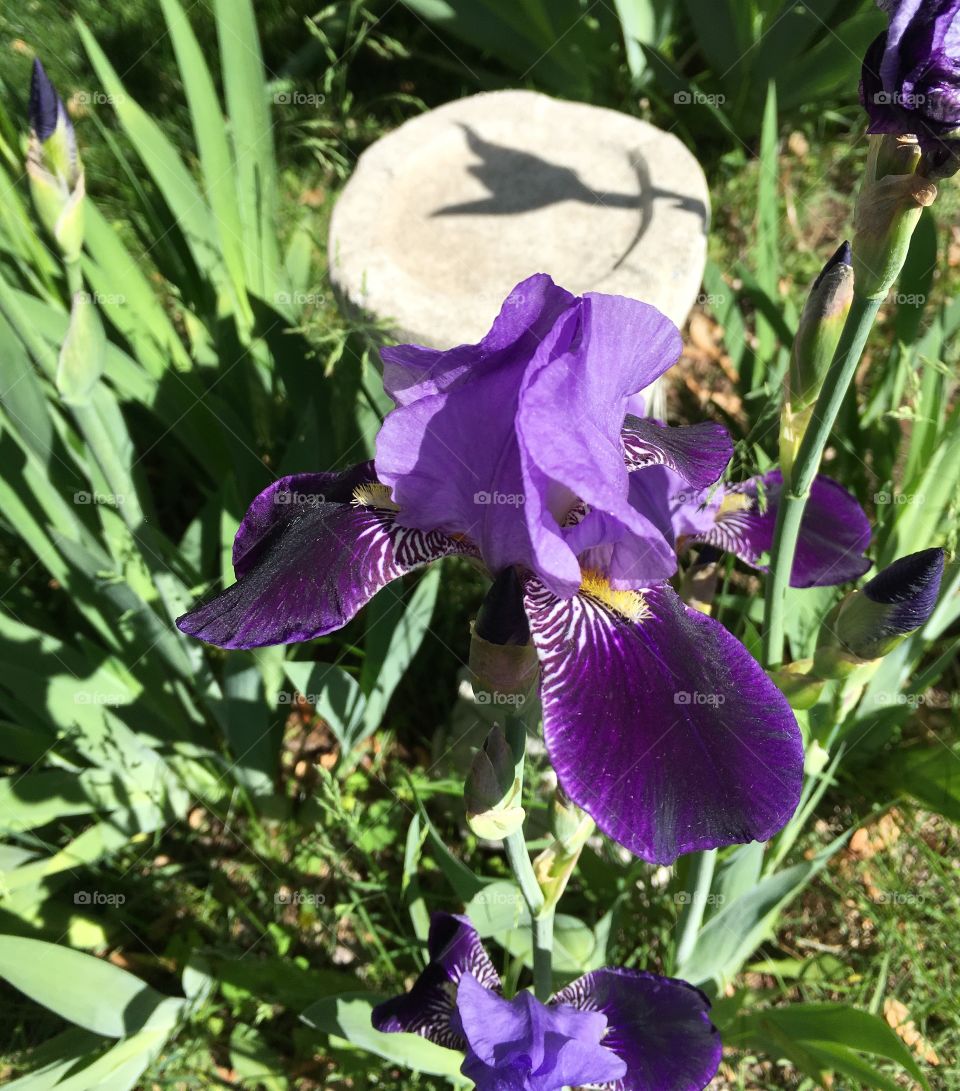 Purple garden iris
