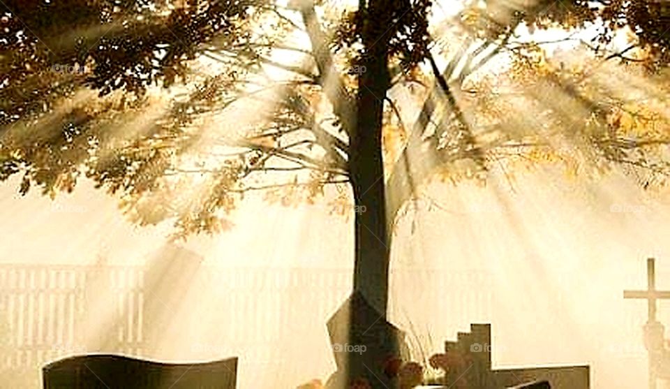 Cemetery tree