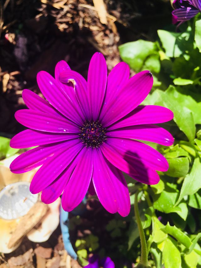 Blume