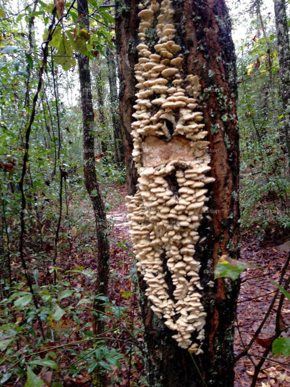 A face in the forest 