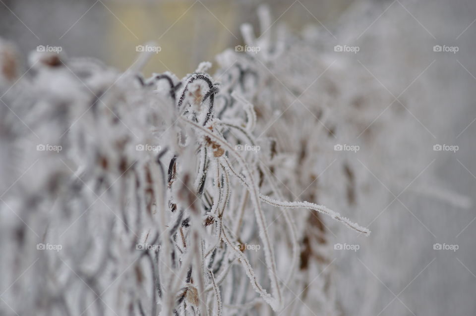 Close-up of fence in winter