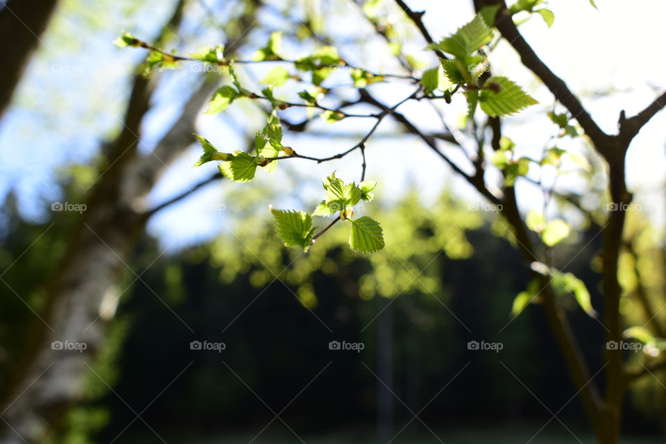 Buds on the Birch-tree