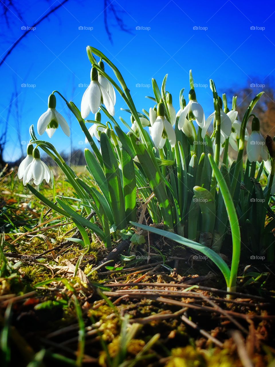 First Snowdrops 2021in Hessen