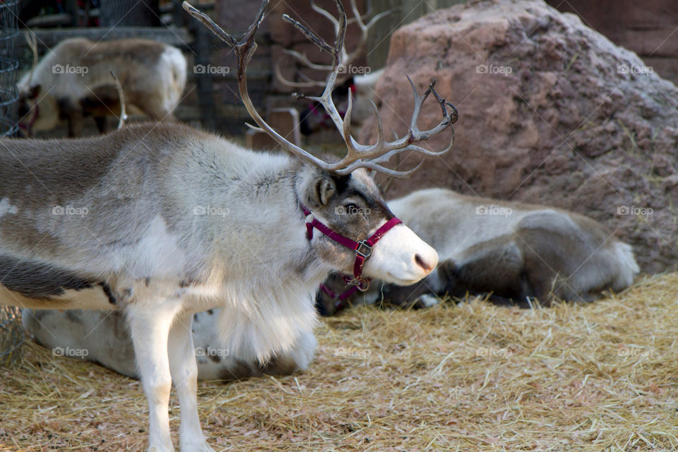 christmas xmas reindeer santa claus by kingrum