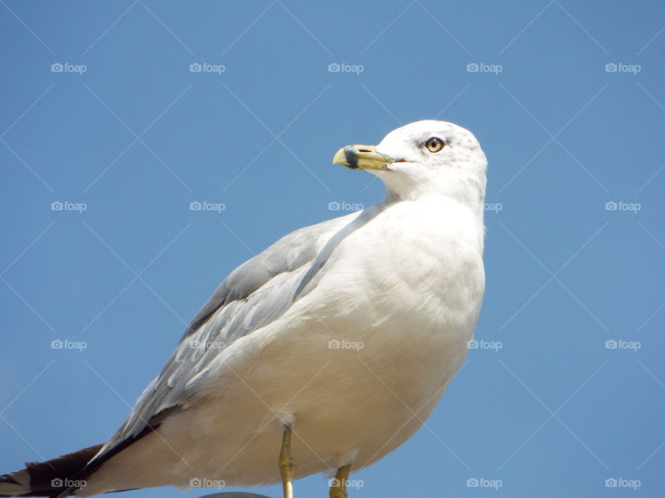 seagull