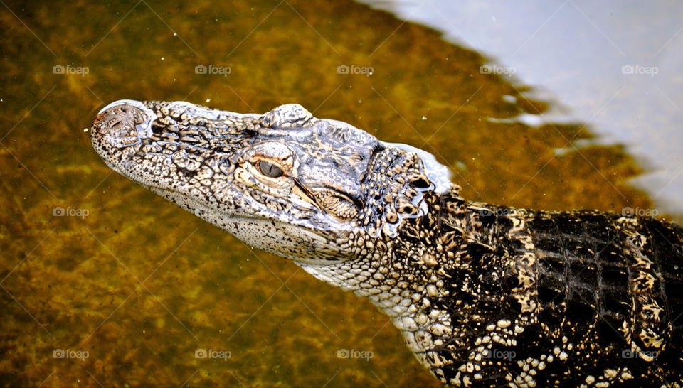 myrtle beach south carolina alligator swims by refocusphoto