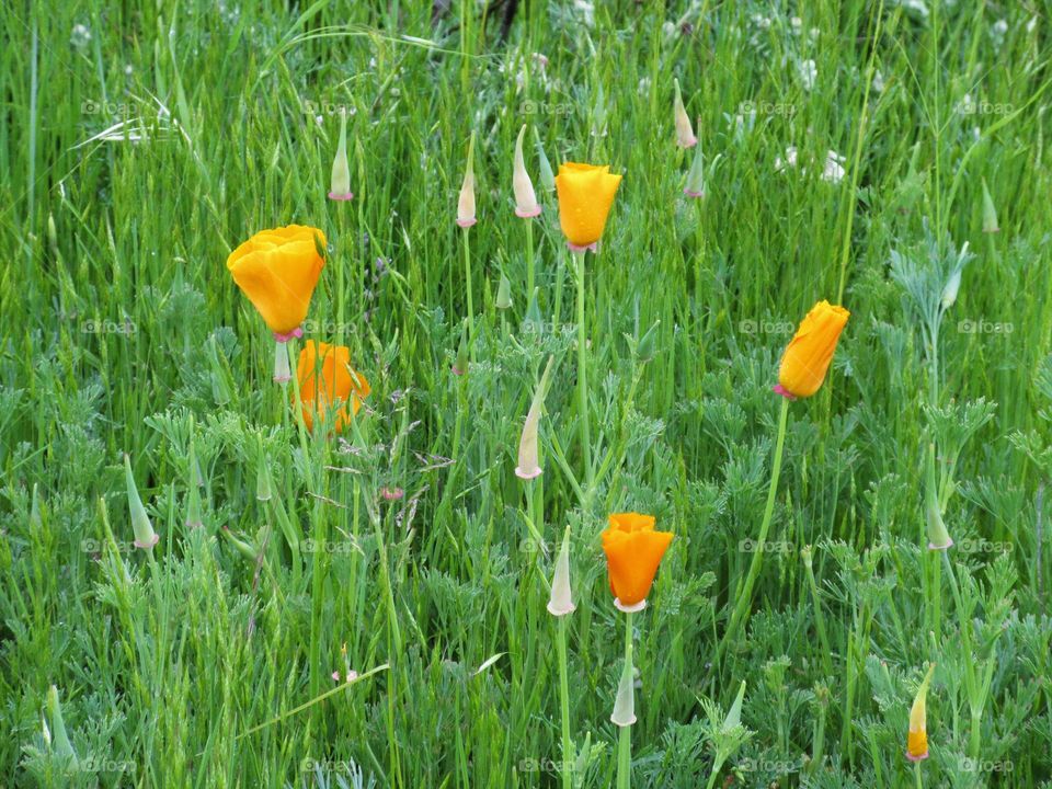poppies