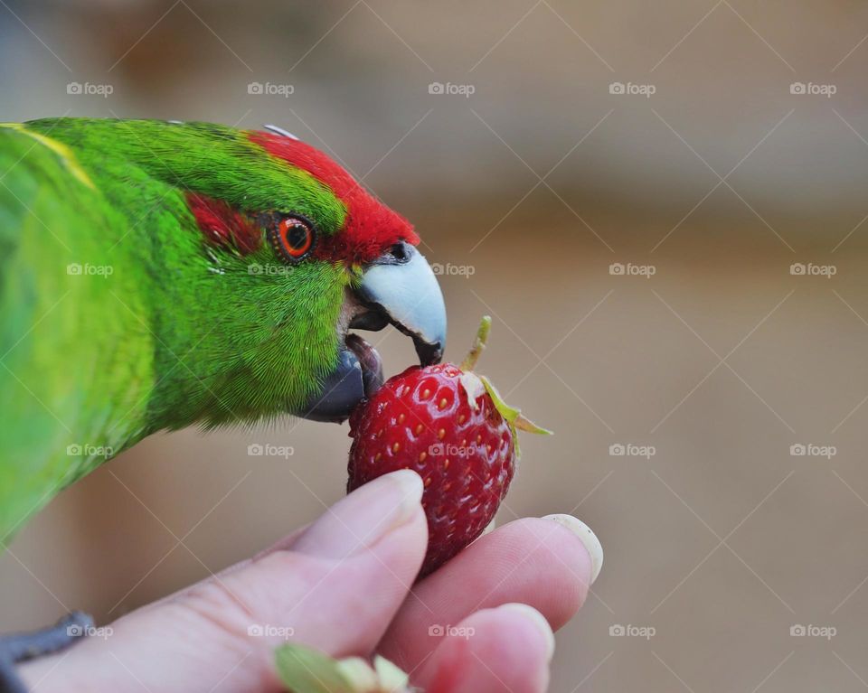 Kakariki parakeet eats strawberry