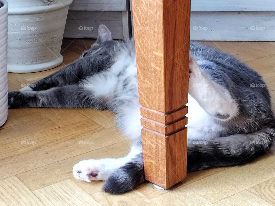 Lazy cat under the table in funny pose with the legs