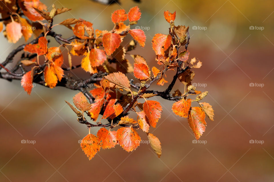 leaves autumn björk birch by jox