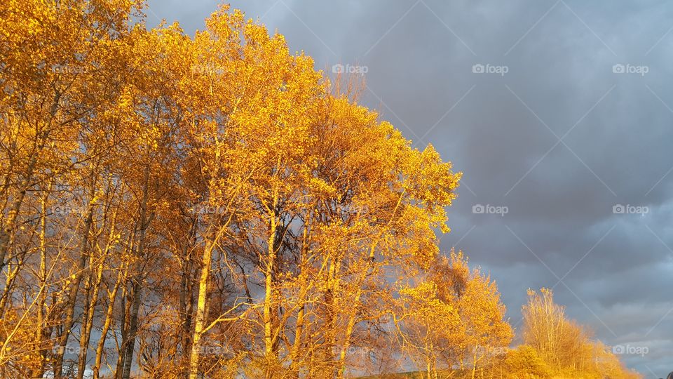 Bright leaves contrasted against dark clouds.