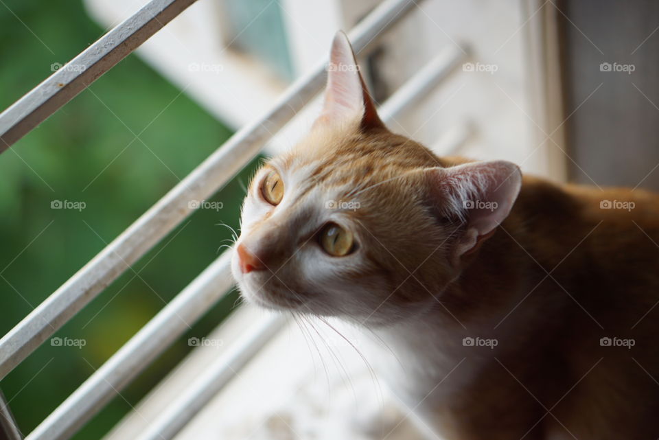 Cat watching through window