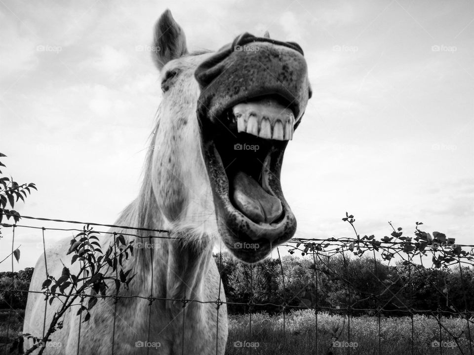 Laughing Horse in Black & White