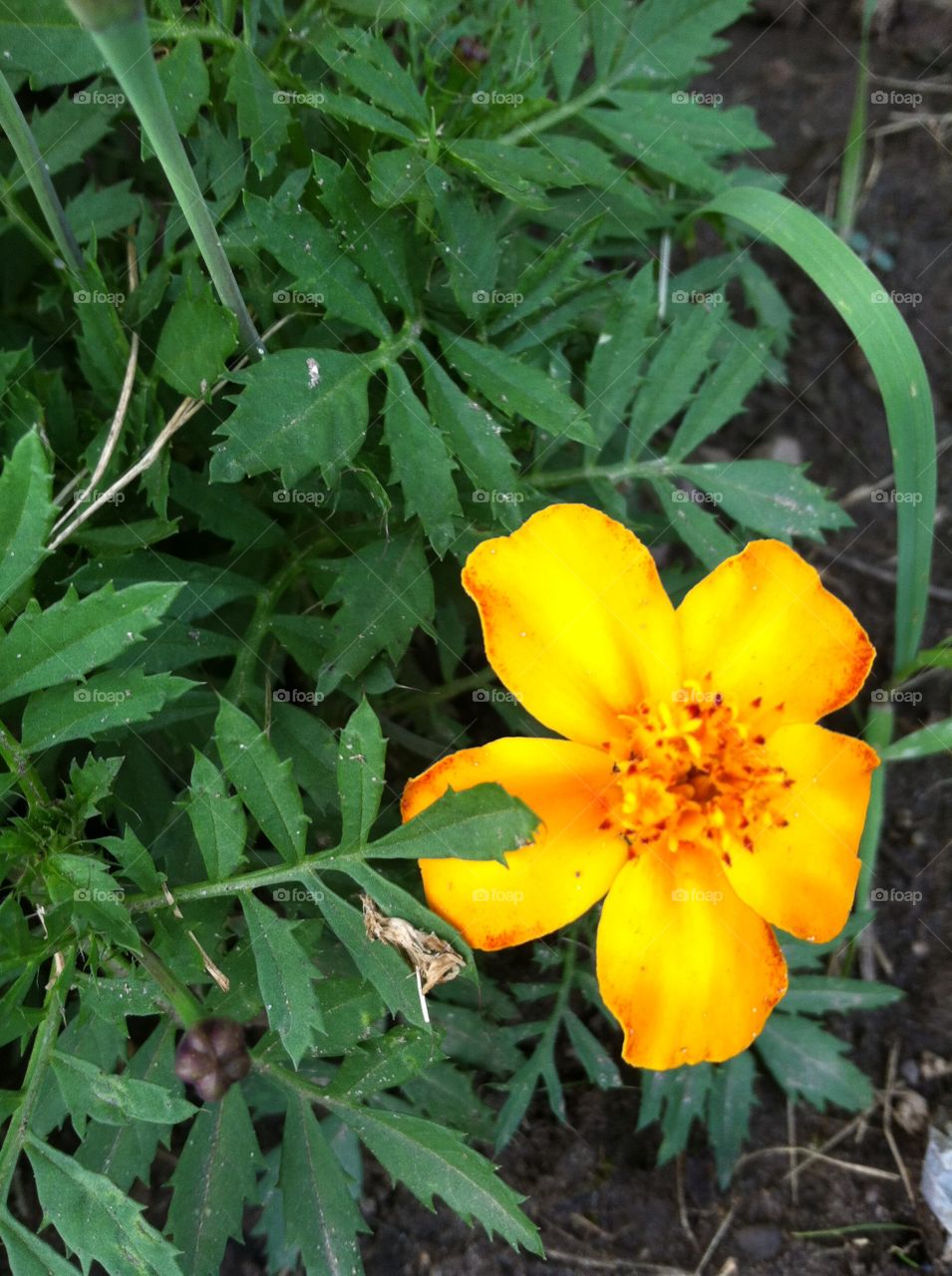 Marigold . garden series 