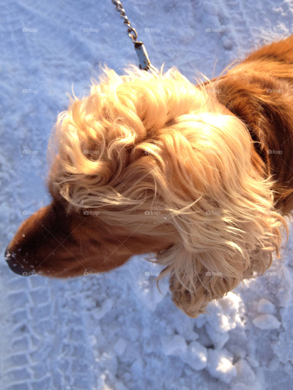 hair. blond dog