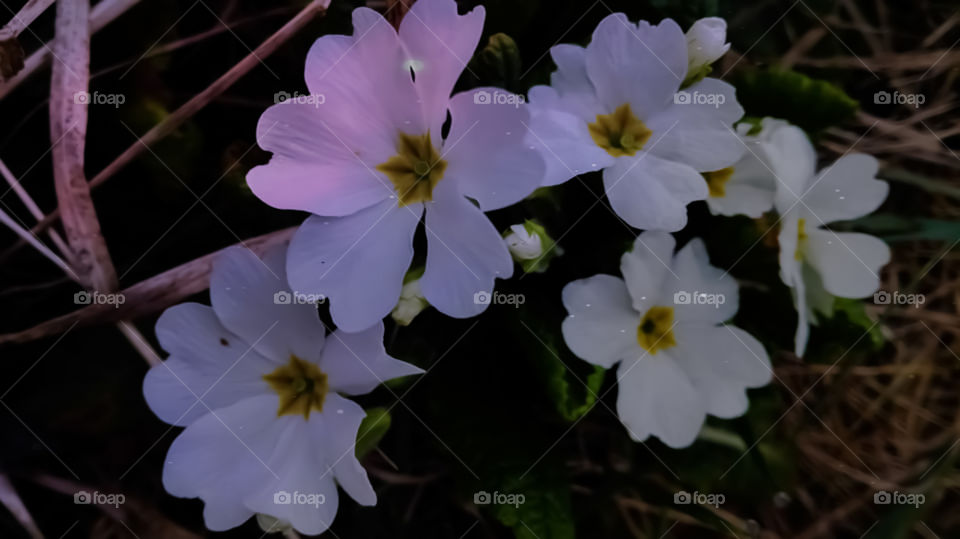 flowers