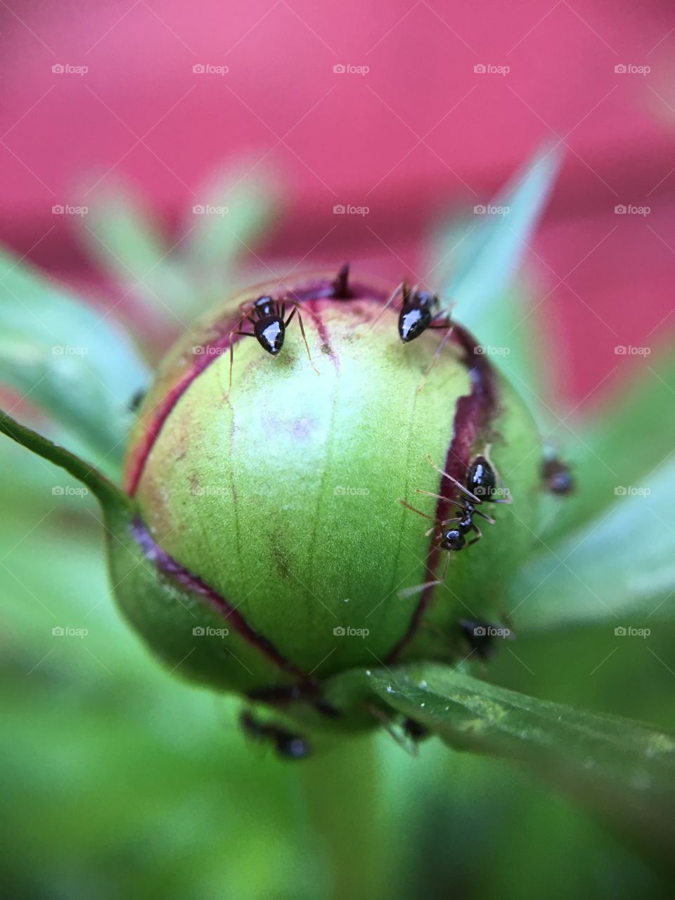 Black ants on peony