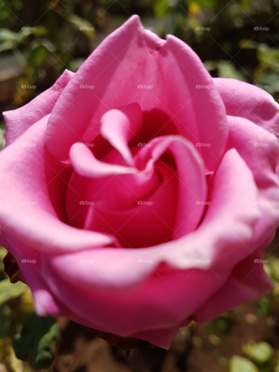 pink flower in garden